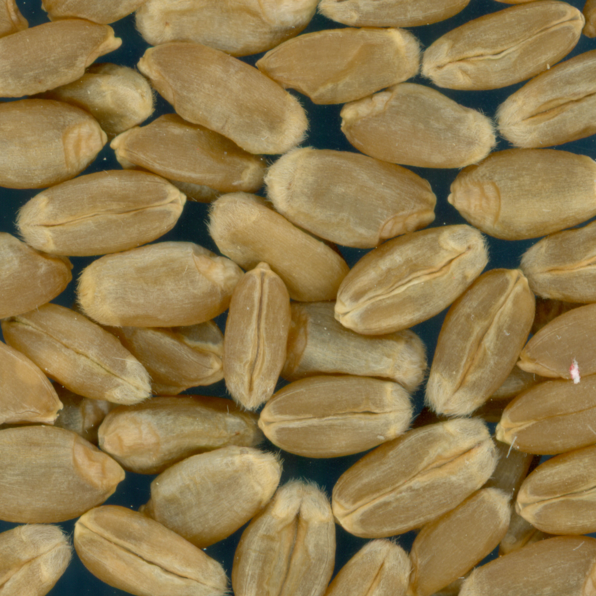 KERNELS